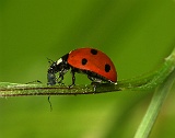 Insekten-Spinnen