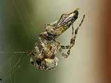 Insekten / Spinnen