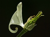 Pflanzen / Blumen