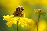 Insekten / Spinnen