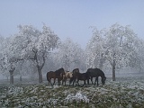 12160013 BG CRF1 SH1