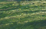 0616IMGP0129 AS SH2