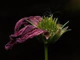Pflanzen / Blumen