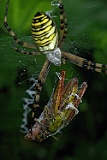 Insekten / Spinnen