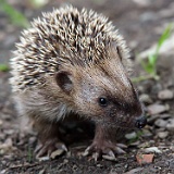 Tiere