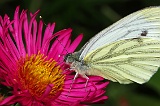 Insekten / Schmetterlinge