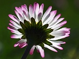 Pflanzen / Blumen 2012 - 2011