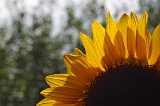 0731K5P 0079 AW2 TL Fs SH1