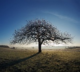 Apfelbaum im Sonnenaufgang