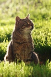 Getigerte Hofkatze auf der Vogel-Pirsch