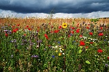 Blumenwiese vor Getreidefeld
