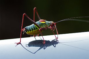 2018-2015 Insekten-Spinnen