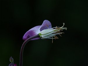 Pflanzen