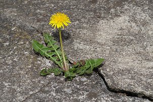 Löwenstarker Löwenzahn