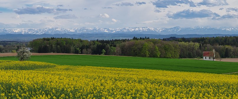 Voralpenland im Frühling mit verschneiter Allgäuer Alpenkette