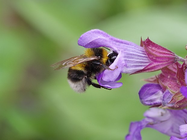Insekten
