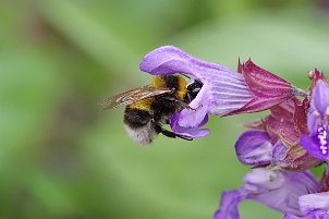 Insekten