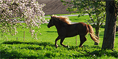 Tiere - Pferd im Galopp