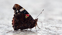 Admiral - Schmetterling beim Trinken
