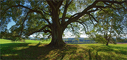 Baum - Landschaften